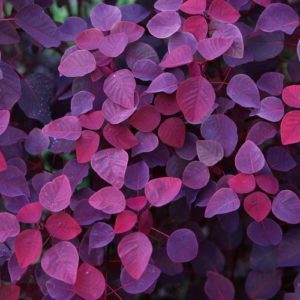 VIOLETTE TYHON